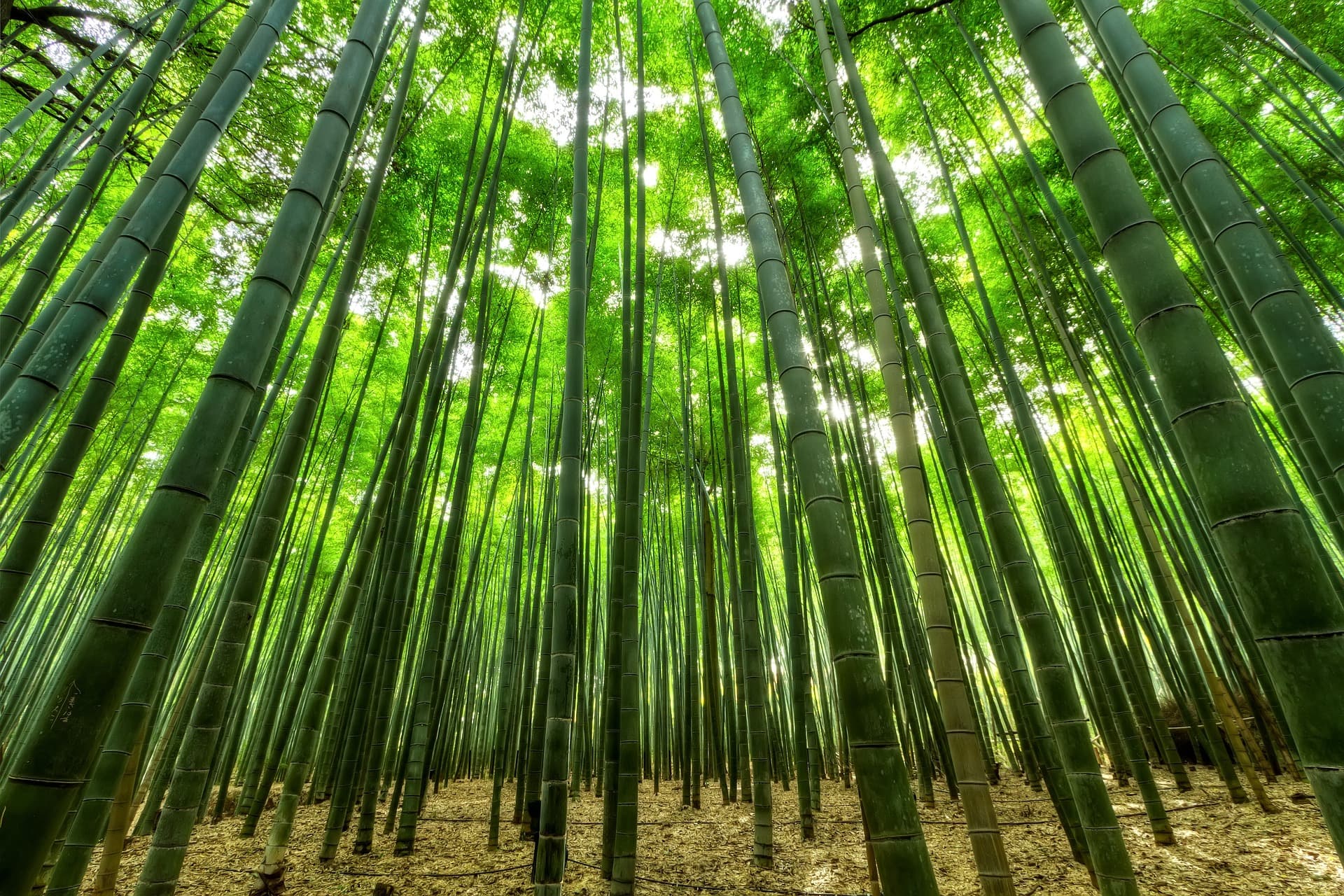 European Bamboo Expo