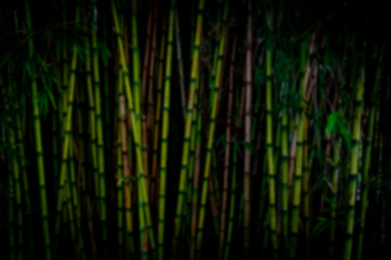 RIUCI bamboo